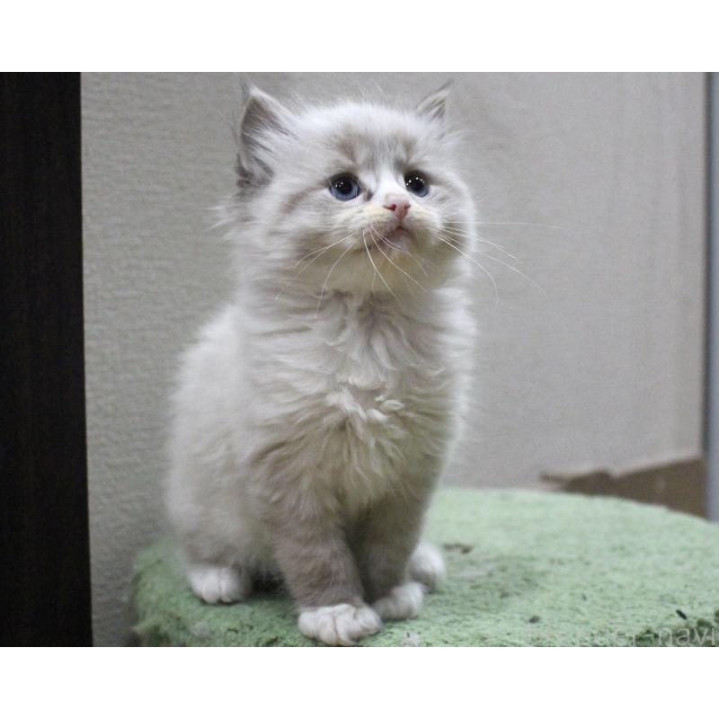 販売中の山梨県のラグドール-136574の5枚目