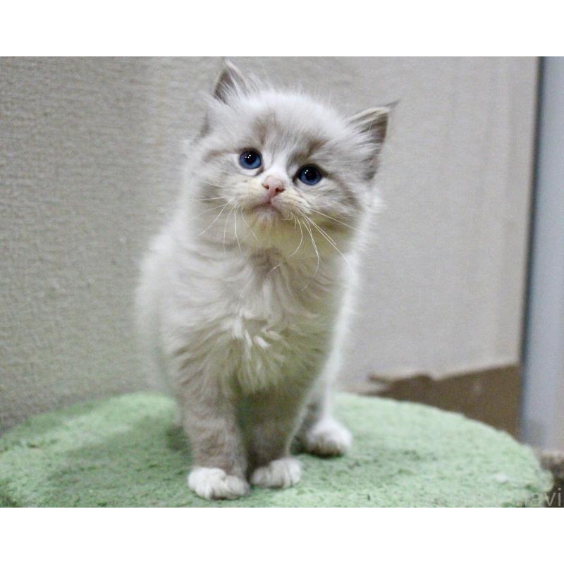 販売中の山梨県のラグドール-136574の4枚目