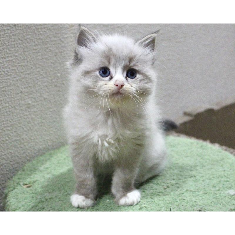 販売中の山梨県のラグドール-136574の3枚目