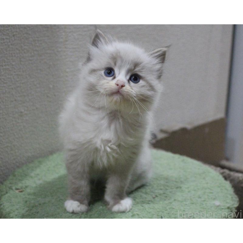 販売中の山梨県のラグドール-136574の2枚目