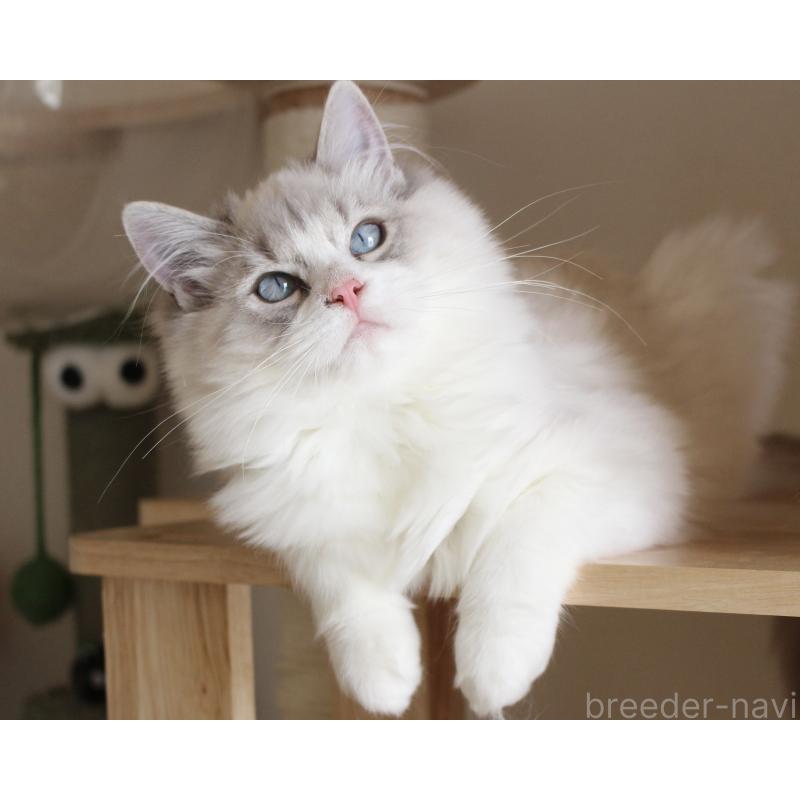 販売中の山梨県のラグドール-131658の18枚目