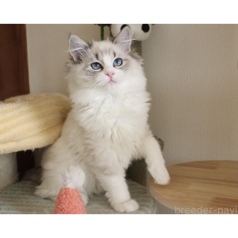 販売中の山梨県のラグドール-131653の19枚目