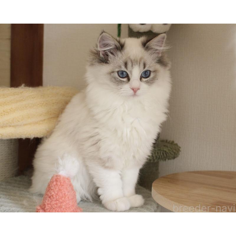 販売中の山梨県のラグドール-131653の18枚目