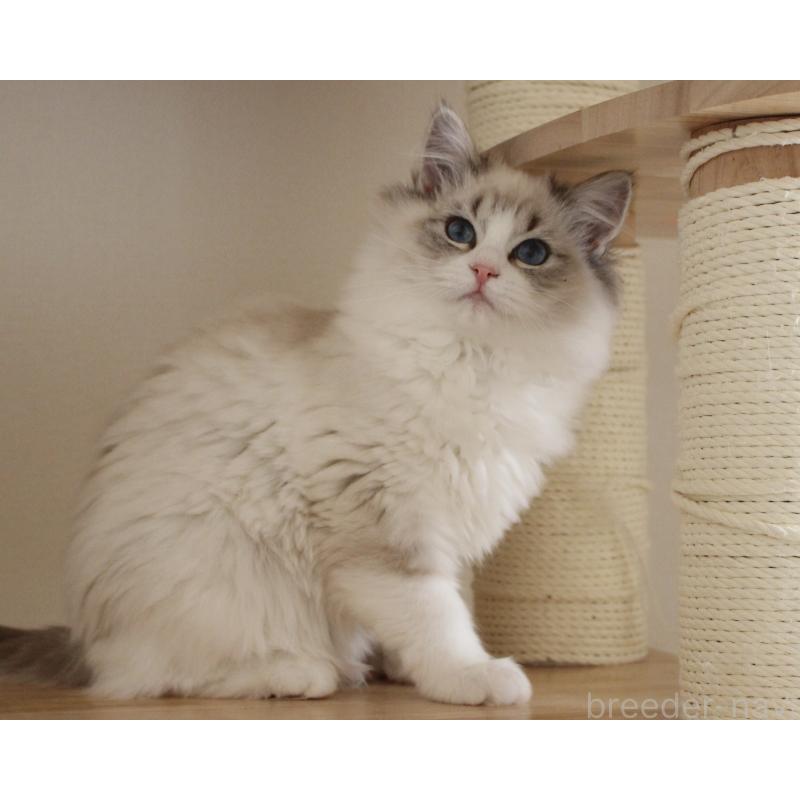 販売中の山梨県のラグドール-131653の16枚目