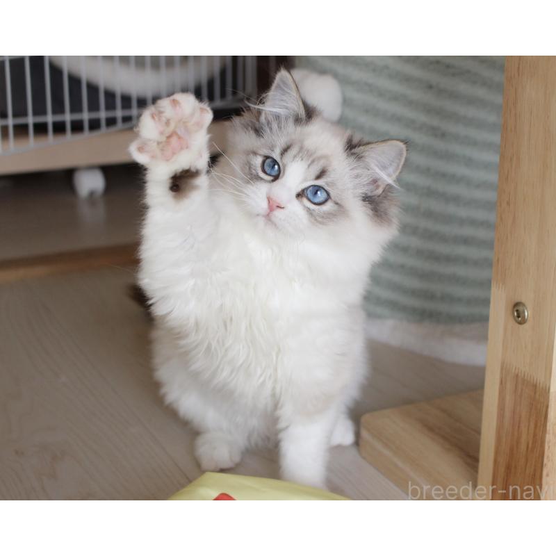 販売中の山梨県のラグドール-131653の15枚目