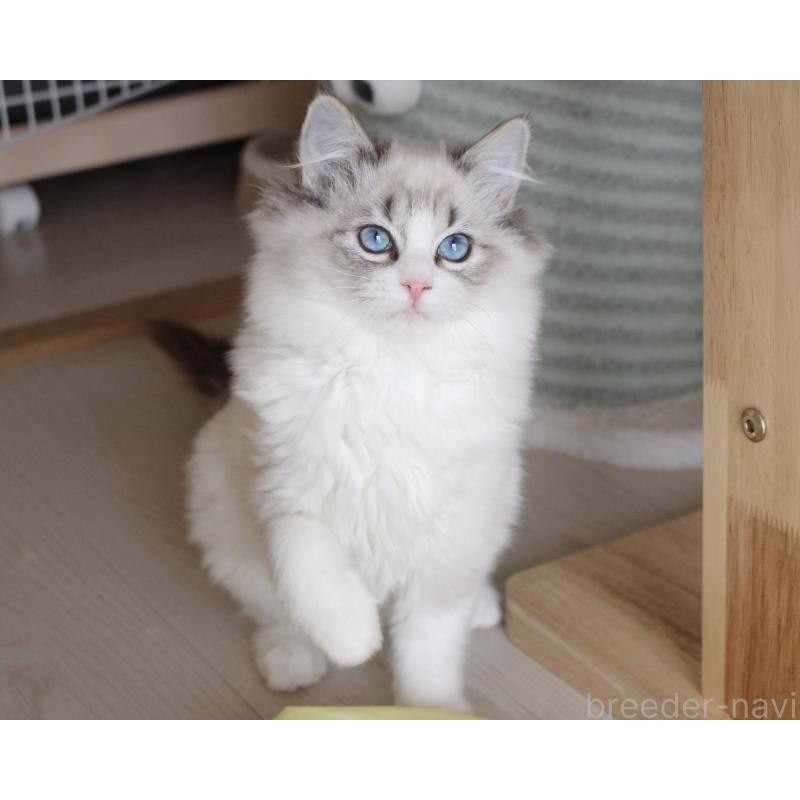 販売中の山梨県のラグドール-131653の14枚目