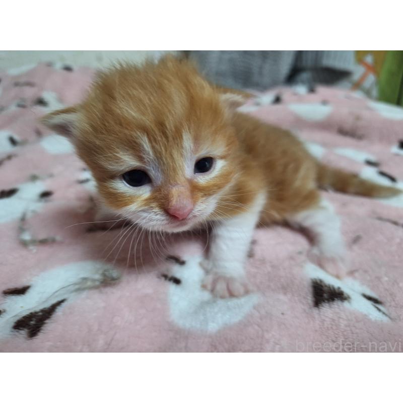 販売中の京都府のメインクーン-137825の6枚目