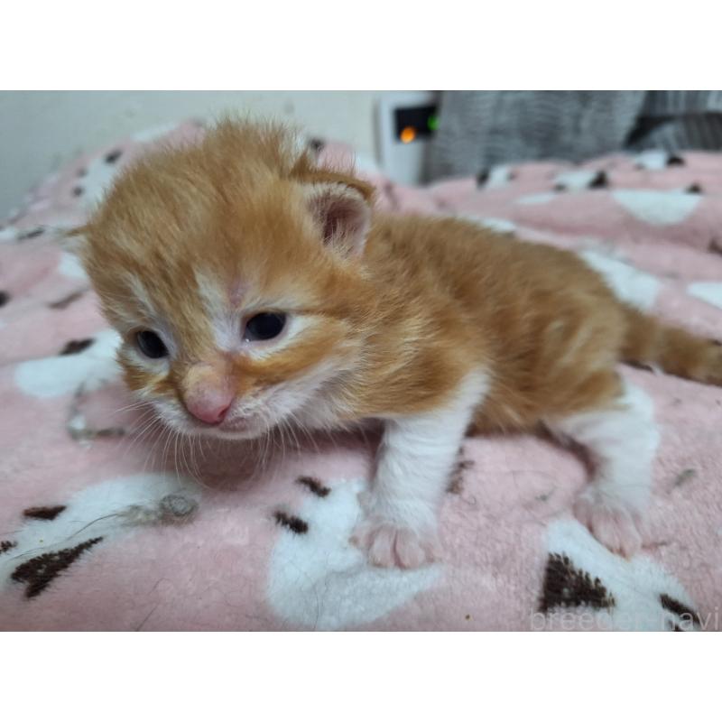 販売中の京都府のメインクーン-137825の4枚目