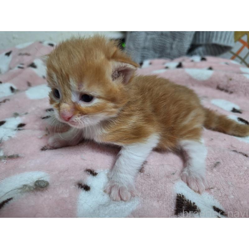 販売中の京都府のメインクーン-137825の3枚目