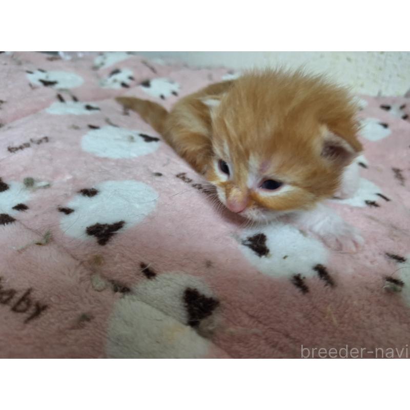 販売中の京都府のメインクーン-137825の2枚目