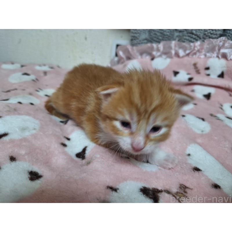 販売中の京都府のメインクーン-137826の6枚目