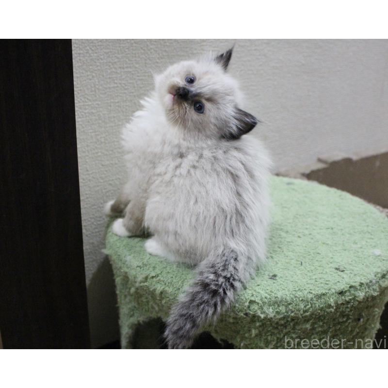 成約済の山梨県のラグドール-136578の4枚目