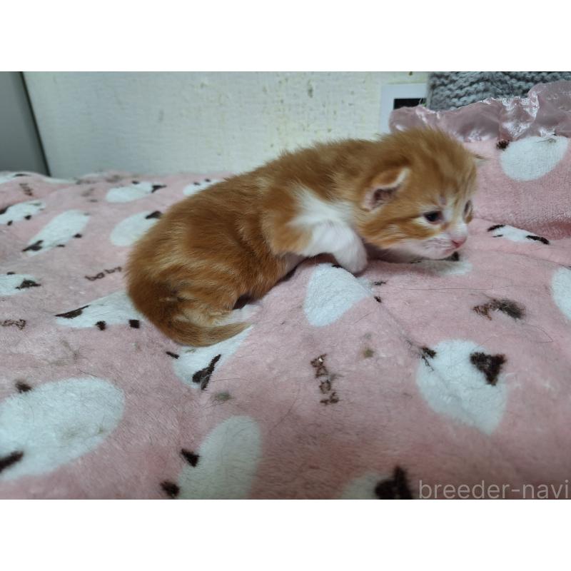 販売中の京都府のメインクーン-137826の5枚目