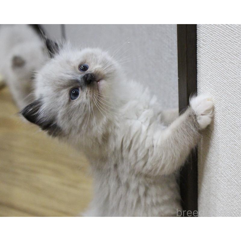 成約済の山梨県のラグドール-136578の3枚目