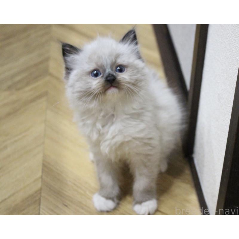 成約済の山梨県のラグドール-136578の2枚目