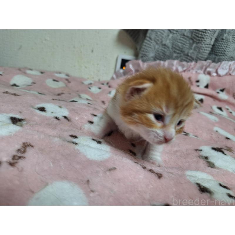 販売中の京都府のメインクーン-137826の3枚目