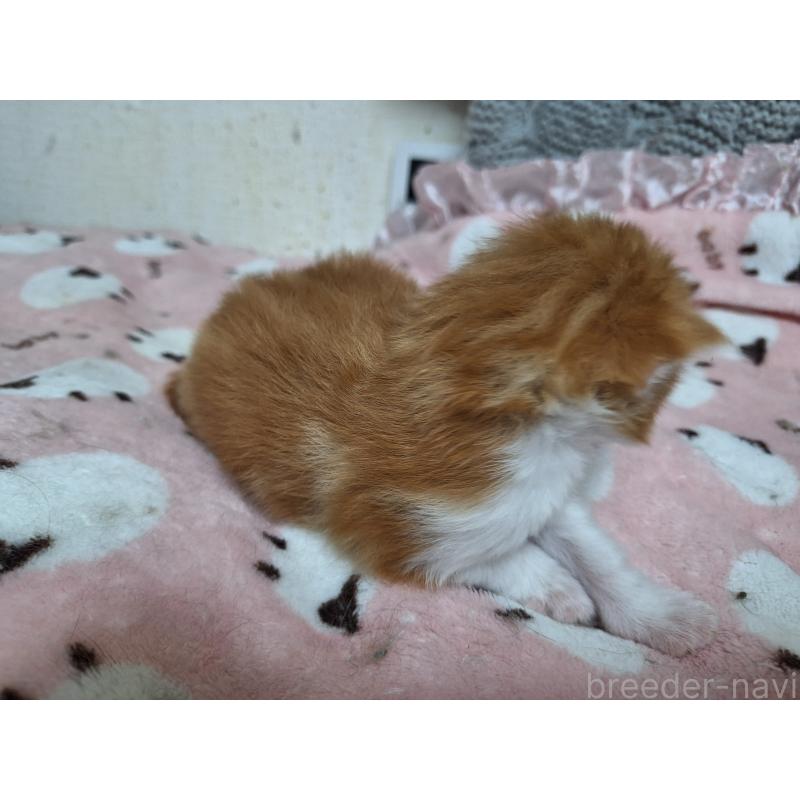 販売中の京都府のメインクーン-137826の2枚目