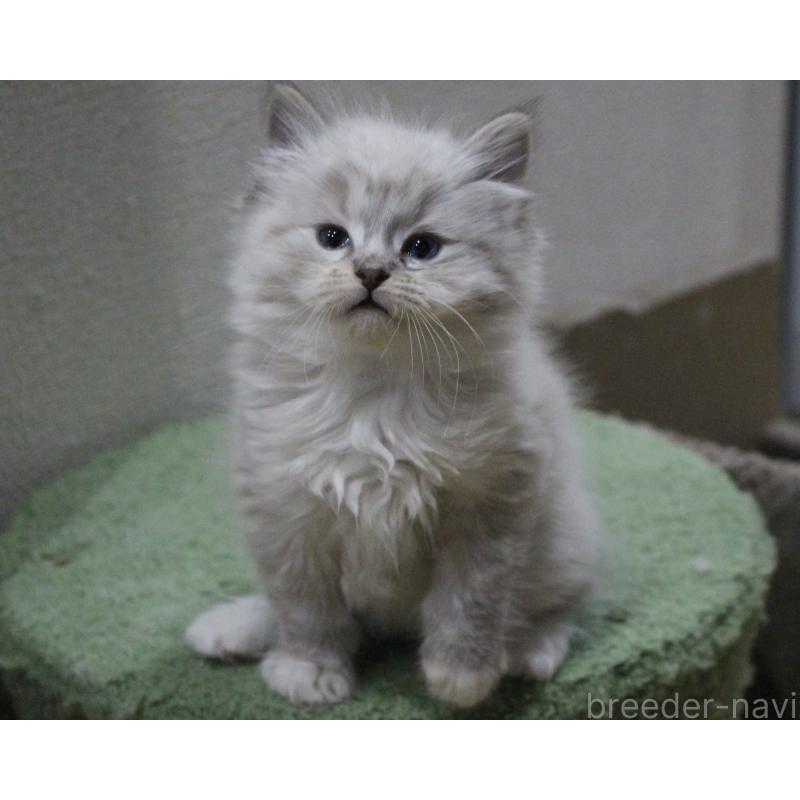 販売中の山梨県のラグドール-136577の11枚目
