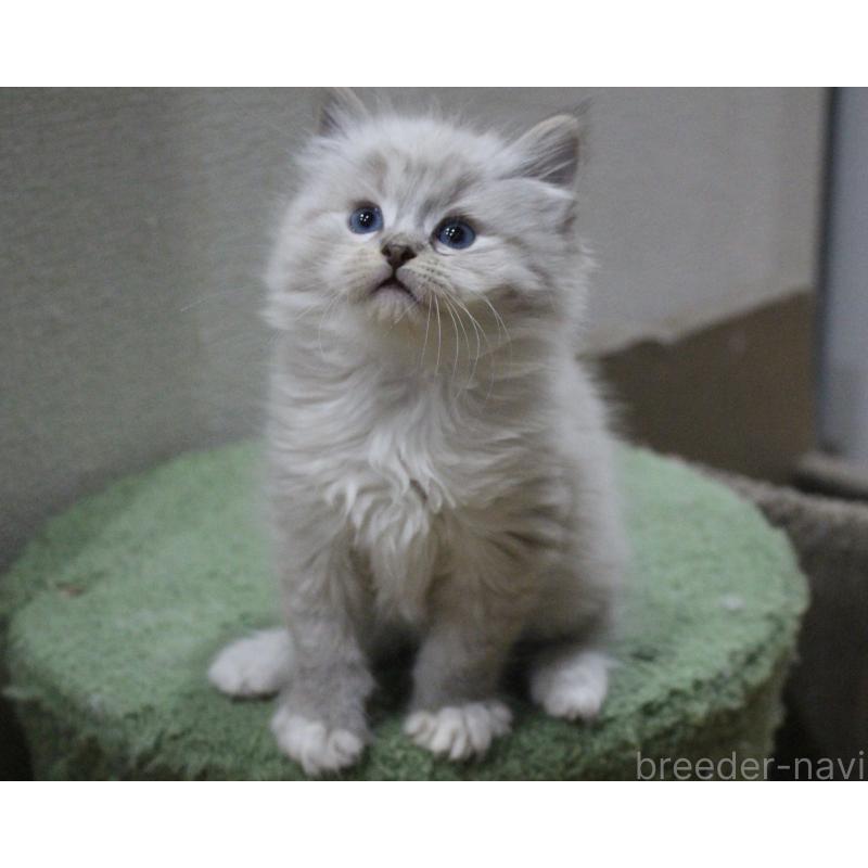 販売中の山梨県のラグドール-136577の10枚目