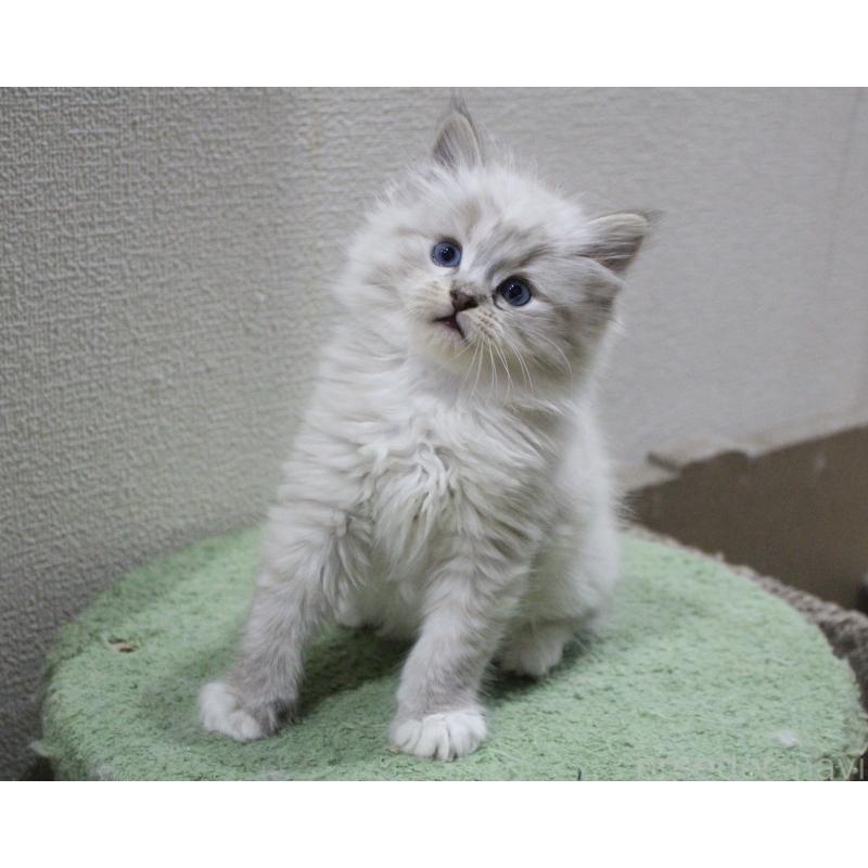 販売中の山梨県のラグドール-136577の9枚目