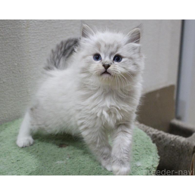 販売中の山梨県のラグドール-136577の8枚目