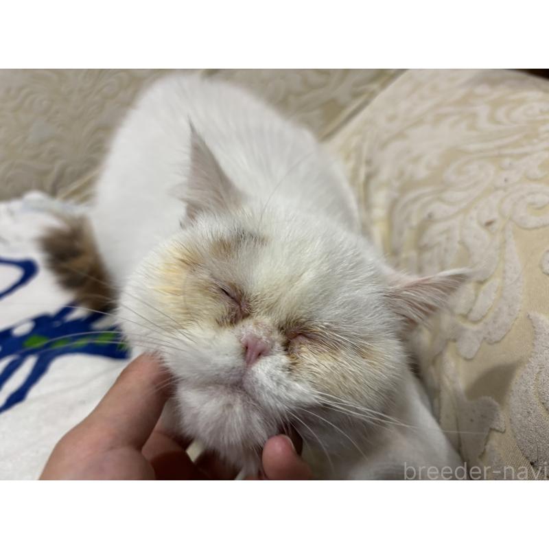 販売中の大阪府のミヌエット-119402の3枚目