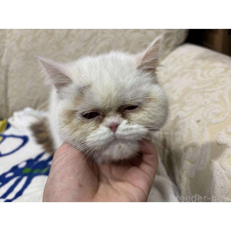 販売中の大阪府のミヌエット-119402の2枚目