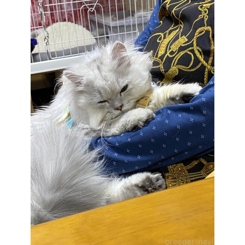 販売中の福岡県のペルシャ(チンチラ)-137196の2枚目