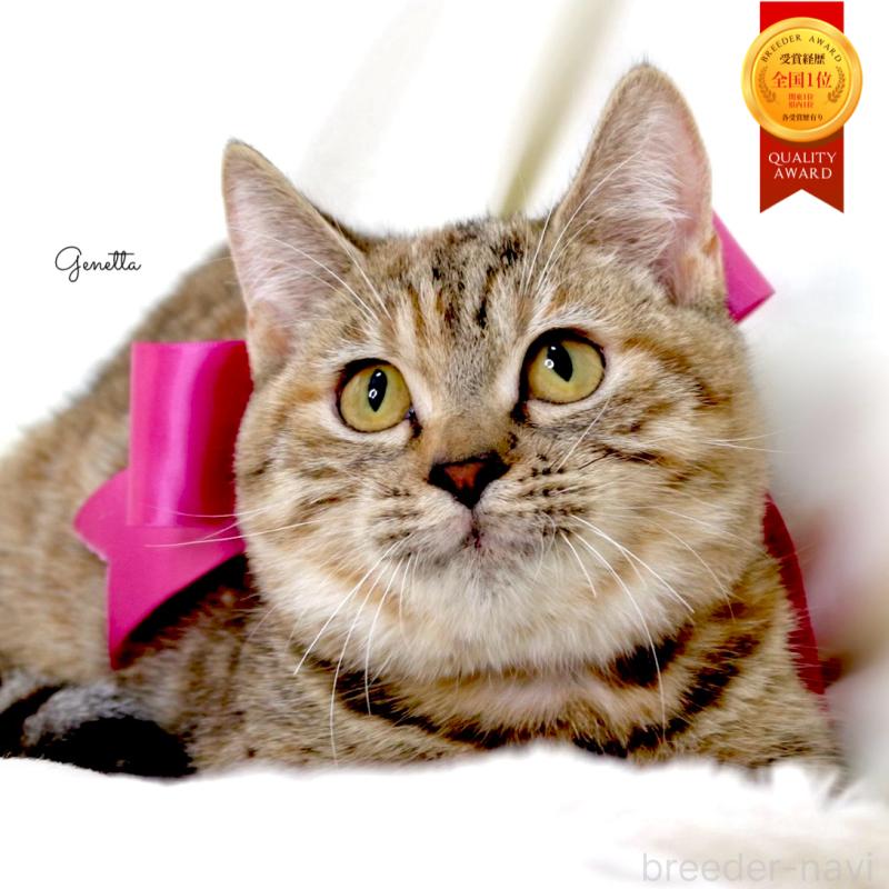 販売中の栃木県のジェネッタ-131203の1枚目