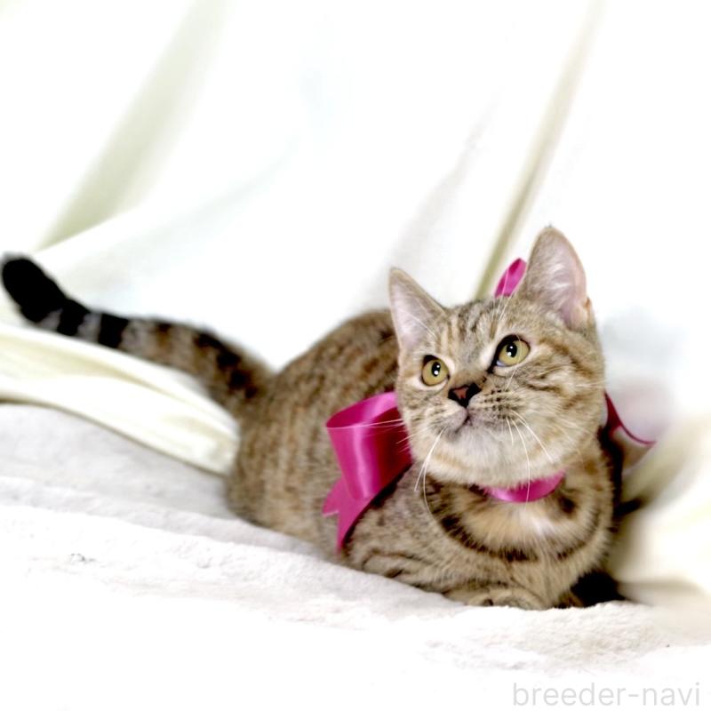 販売中の栃木県のジェネッタ-131203の9枚目