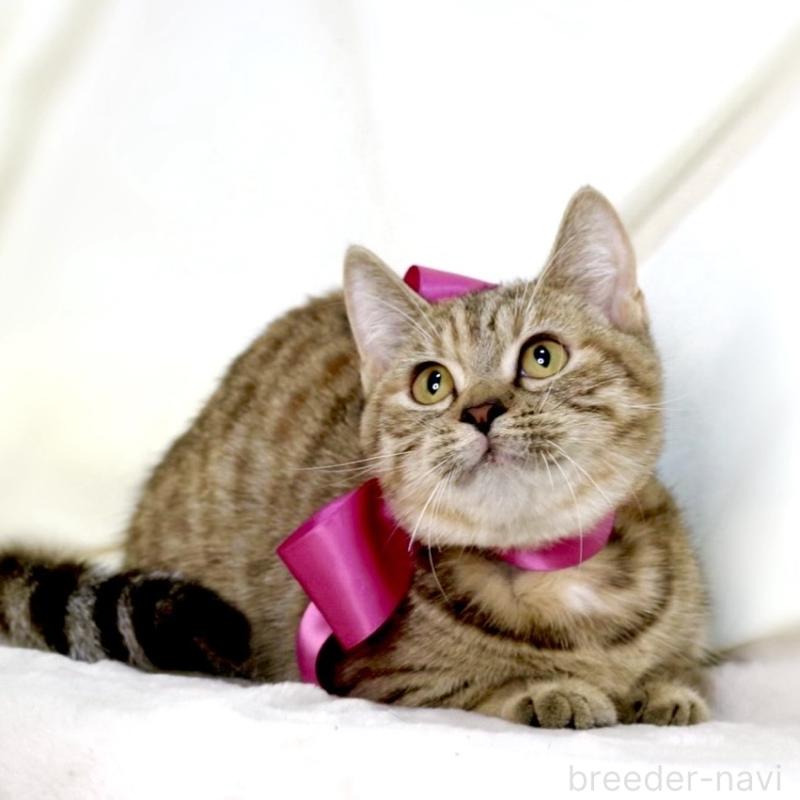 販売中の栃木県のジェネッタ-131203の8枚目