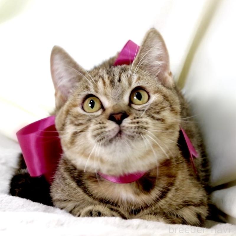 販売中の栃木県のジェネッタ-131203の6枚目