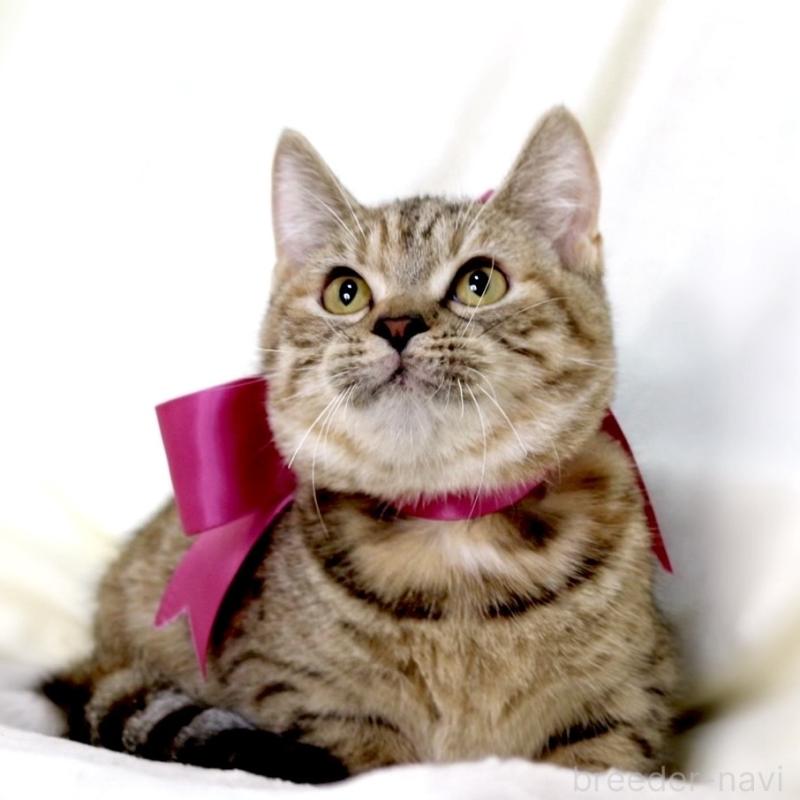 販売中の栃木県のジェネッタ-131203の5枚目