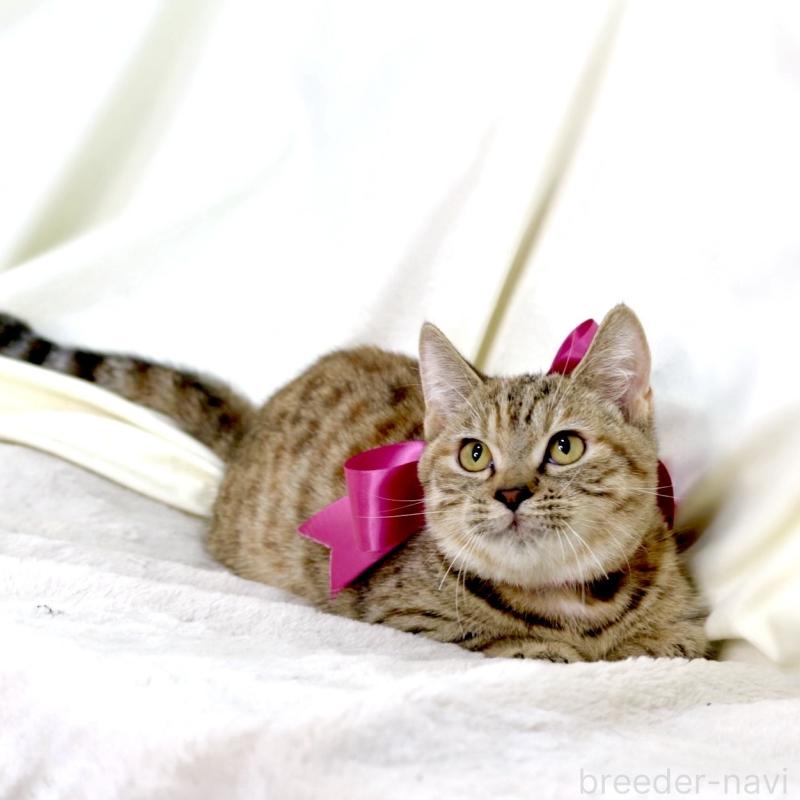 販売中の栃木県のジェネッタ-131203の4枚目