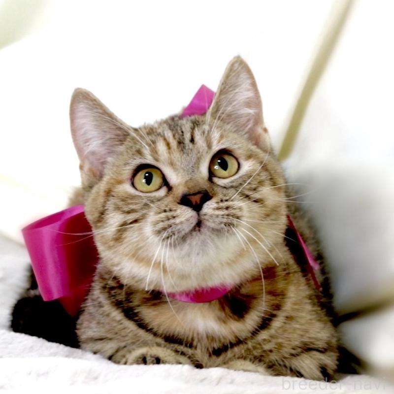 販売中の栃木県のジェネッタ-131203の3枚目