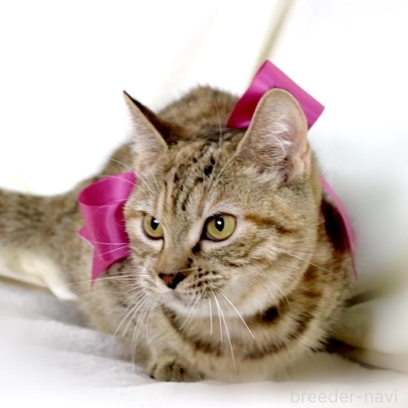 販売中の栃木県のジェネッタ-131203の2枚目