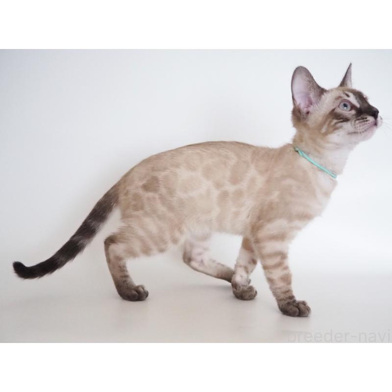 販売中の神奈川県のベンガル-135507の4枚目