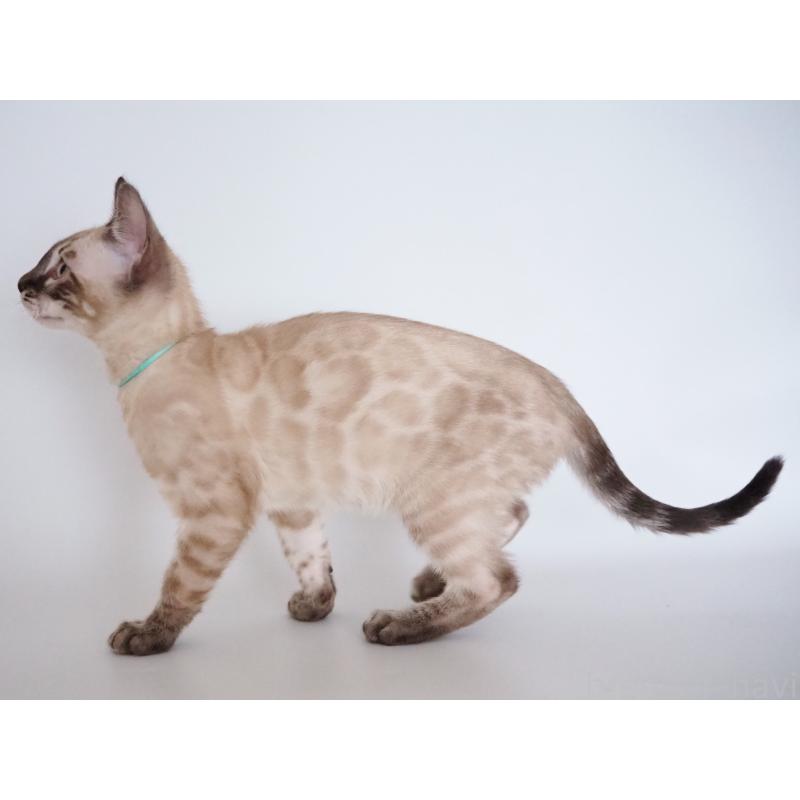 販売中の神奈川県のベンガル-135507の3枚目