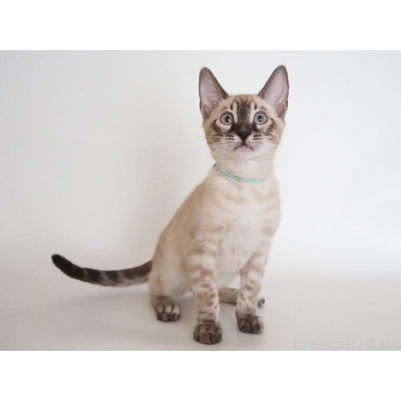 販売中の神奈川県のベンガル-135507の2枚目