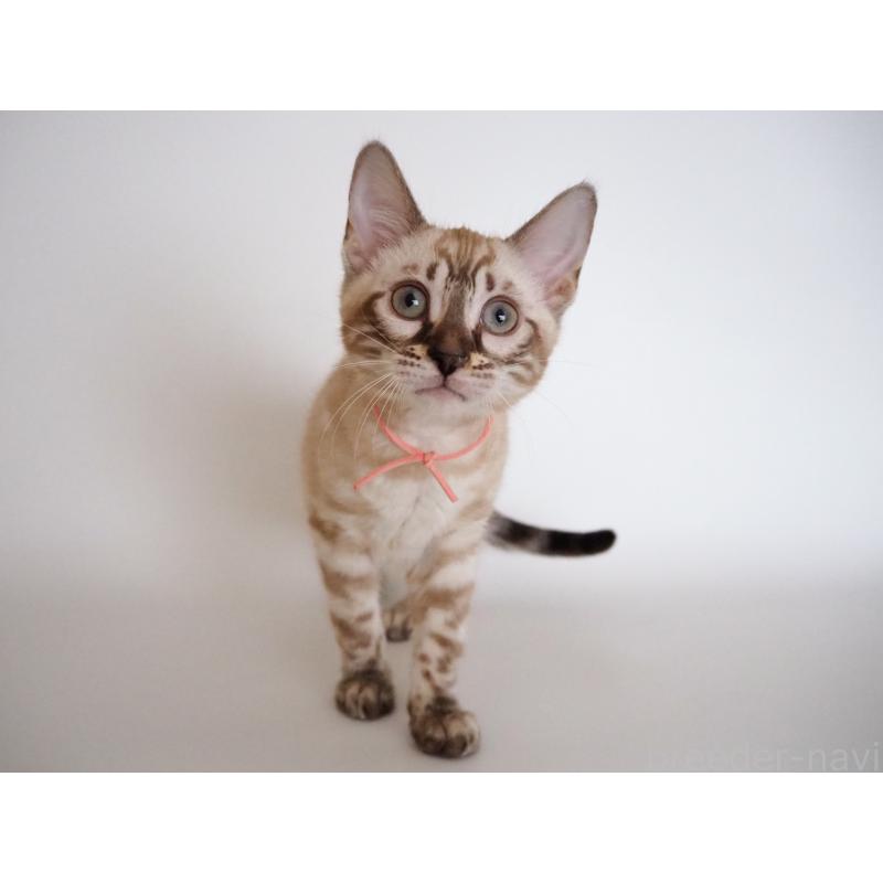 販売中の神奈川県のベンガル-135508の13枚目