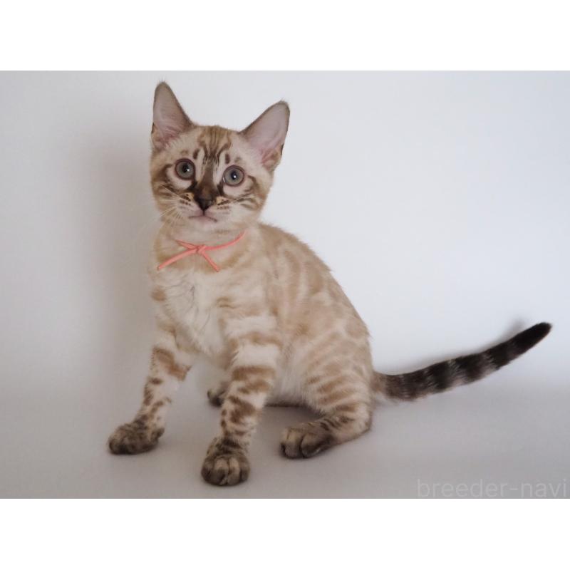 販売中の神奈川県のベンガル-135508の12枚目