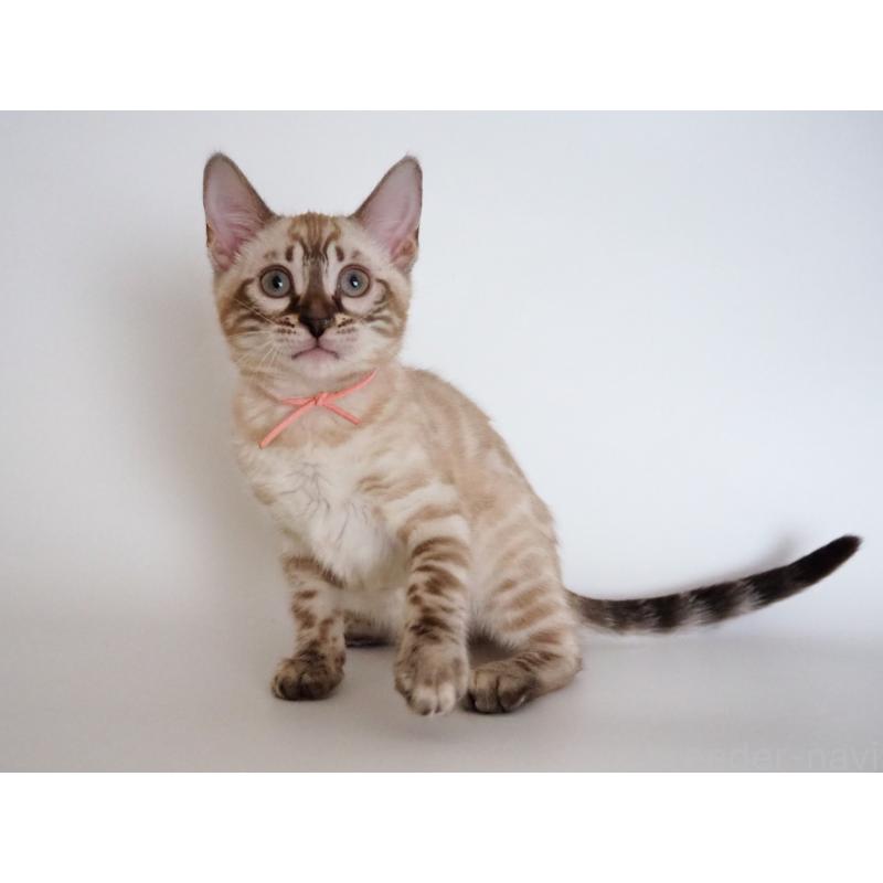 販売中の神奈川県のベンガル-135508の11枚目