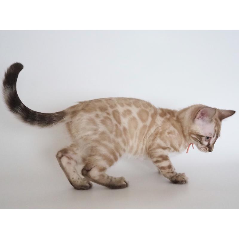 販売中の神奈川県のベンガル-135508の9枚目