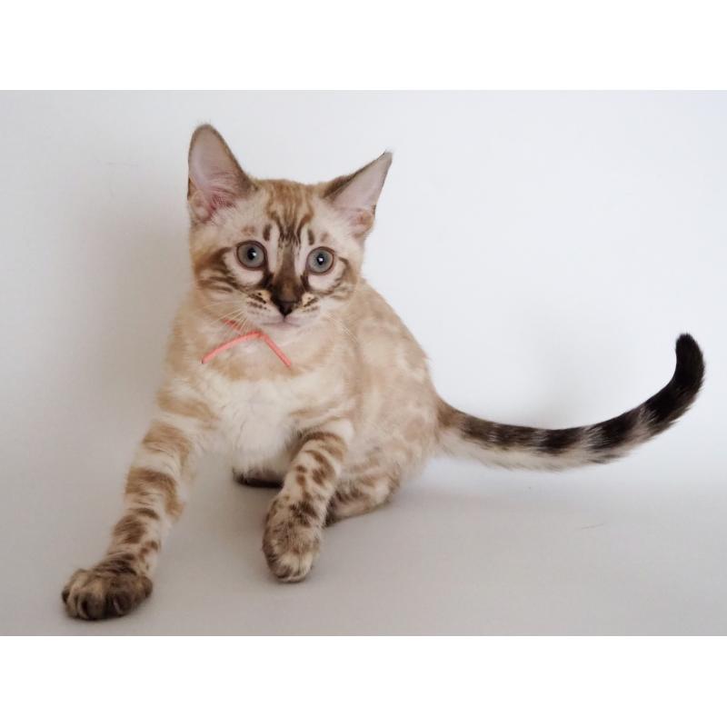 販売中の神奈川県のベンガル-135508の8枚目