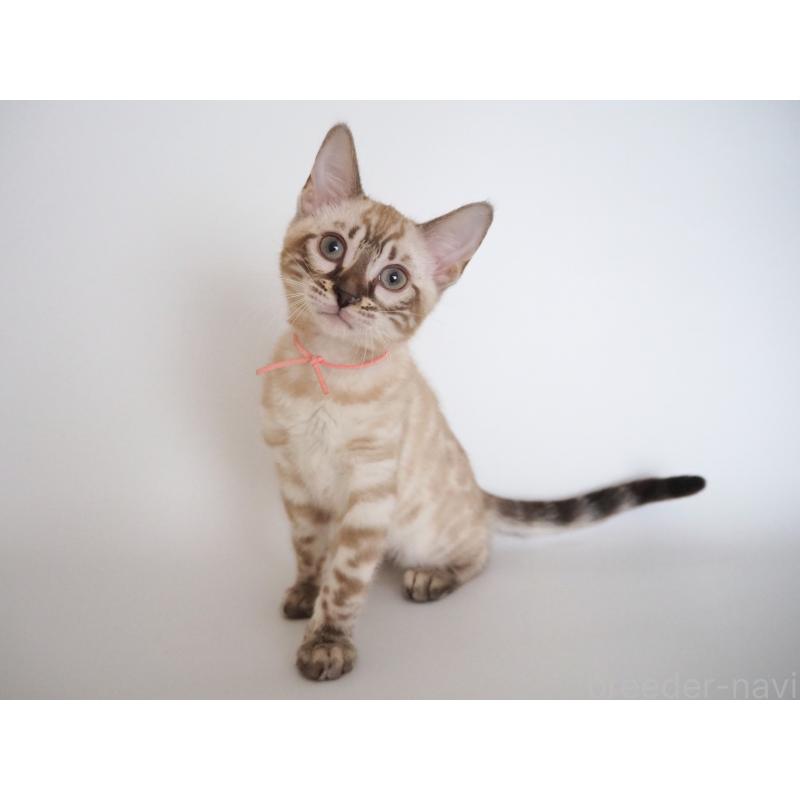 販売中の神奈川県のベンガル-135508の7枚目