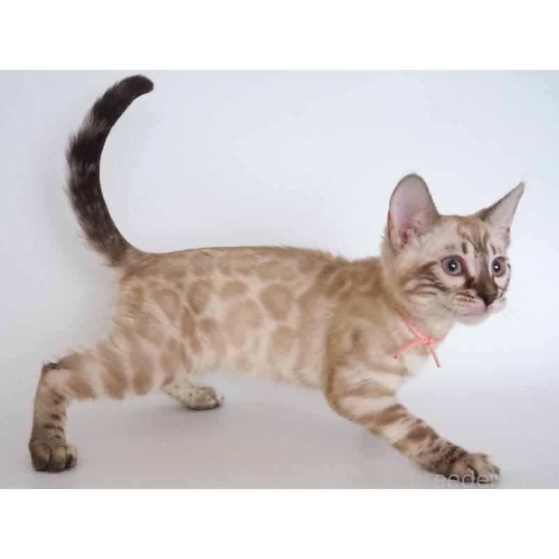 販売中の神奈川県のベンガル-135508の6枚目