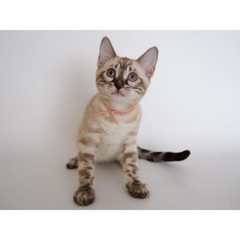 販売中の神奈川県のベンガル-135508の4枚目