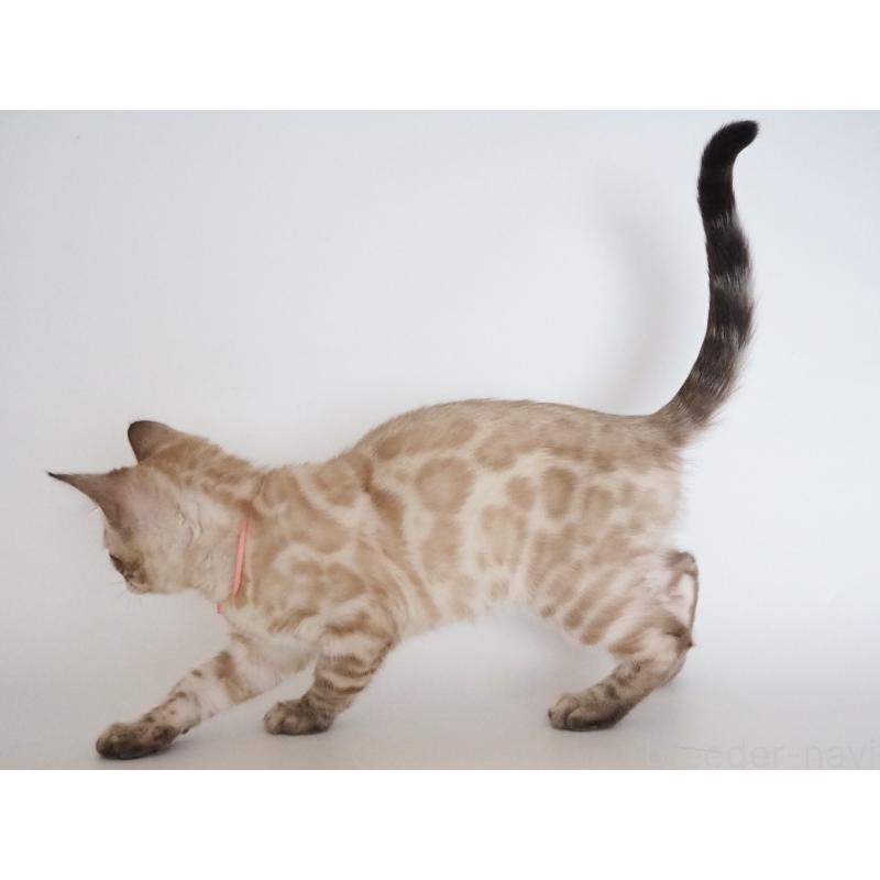 販売中の神奈川県のベンガル-135508の3枚目