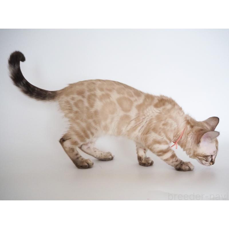 販売中の神奈川県のベンガル-135508の2枚目