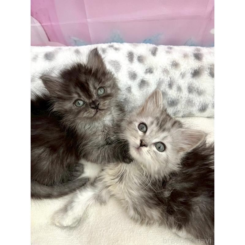 商談中の埼玉県のサイベリアン-136077の3枚目